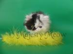 Picasso - Persian Cat For Sale - Yucca Valley&comma; CA&comma; US
