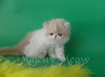Sandra - Persian Cat For Sale - Yucca Valley&comma; CA&comma; US