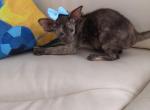 Fibi - Oriental Cat For Sale - Pembroke Pines&comma; FL&comma; US