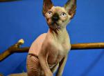 Kleopatra - Sphynx Cat For Sale - Pembroke Pines&comma; FL&comma; US