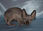 Kasper - Sphynx Cat For Sale - Pembroke Pines&comma; FL&comma; US