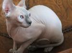 Whiskey - Sphynx Cat For Sale - Pembroke Pines&comma; FL&comma; US