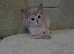 Rafaella - Abyssinian Cat For Sale - Pembroke Pines&comma; FL&comma; US