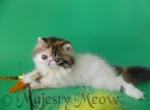 Zelya - Persian Cat For Sale - Yucca Valley&comma; CA&comma; US