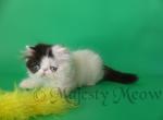 Shimmer - Persian Cat For Sale - Yucca Valley&comma; CA&comma; US