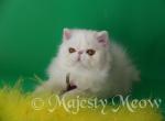 Armannie - Persian Cat For Sale - Yucca Valley&comma; CA&comma; US
