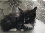Buffy - Munchkin Cat For Sale - Salem&comma; OR&comma; US