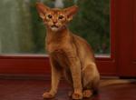 Simona - Abyssinian Cat For Sale - Pembroke Pines&comma; FL&comma; US
