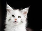 UA Mazurka Victory - Maine Coon Cat For Sale - Brooklyn&comma; NY&comma; US