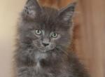 Blue Boy - Maine Coon Cat For Sale - Santa Maria&comma; CA&comma; US