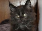 Black Boy - Maine Coon Cat For Sale - Santa Maria&comma; CA&comma; US