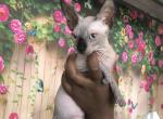 Adel - Sphynx Cat For Sale - Pembroke Pines&comma; FL&comma; US