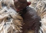 Faith x Heffie Litter of Elf Kittens - Sphynx Cat For Sale - Scottsdale&comma; AZ&comma; US