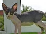 Warlock - Sphynx Cat For Sale - Pembroke Pines&comma; FL&comma; US