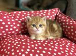 British Shorthair Honey marble - British Shorthair Cat For Sale - Chicago&comma; IL&comma; US