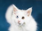 UA Mazurka Umka - Maine Coon Cat For Sale - Brooklyn&comma; NY&comma; US