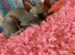 Sphynx kittens - Sphynx Cat For Sale - Brooklyn&comma; NY&comma; US