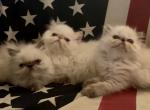 Lilac - Himalayan Cat For Sale - Atlanta&comma; GA&comma; US