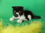 Amour - Persian Cat For Sale - Yucca Valley&comma; CA&comma; US