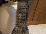 F3 Savannah Male Dark Silver - Savannah Cat For Sale - New Holland&comma; PA&comma; US