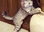 F3 Savannah Male Light Silver Available Now - Savannah Cat For Sale - New Holland&comma; PA&comma; US