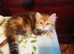 Hypoallergenic Siberian Kitten's 11 weeks old - Siberian Cat For Sale - The Bronx&comma; NY&comma; US