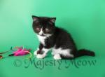 Alhura - Exotic Cat For Sale - Yucca Valley&comma; CA&comma; US