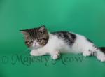 Berta - Exotic Cat For Sale - Yucca Valley&comma; CA&comma; US