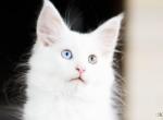UA Mazurka Versace odd eyes - Maine Coon Cat For Sale - Brooklyn&comma; NY&comma; US