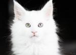 UA Mazurka Venice - Maine Coon Cat For Sale - Brooklyn&comma; NY&comma; US