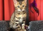 Bunn - Bengal Cat For Sale - Bradner&comma; OH&comma; US