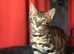 Cinnamon - Bengal Cat For Sale - Bradner&comma; OH&comma; US
