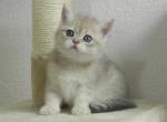 British Shorthair Honey Blue - British Shorthair Cat For Sale - Chicago&comma; IL&comma; US