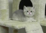 British Shorthair Henry Blue - British Shorthair Cat For Sale - Chicago&comma; IL&comma; US