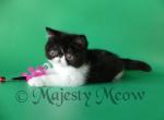 Aselya - Exotic Cat For Sale - Yucca Valley&comma; CA&comma; US