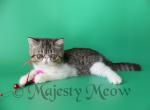 Tabitha - Exotic Cat For Sale - Yucca Valley&comma; CA&comma; US