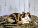 Tiger Lily - Persian Cat For Sale - Neosho&comma; MO&comma; US