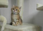 British Shorthair Henry - British Shorthair Cat For Sale - Chicago&comma; IL&comma; US