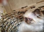 Himalayan Persian Kitten - Himalayan Cat For Sale - Satellite Beach&comma; FL&comma; US