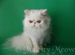 Oscar - Persian Cat For Sale - Yucca Valley&comma; CA&comma; US