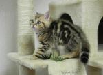 British Shorthair Donald - British Shorthair Cat For Sale - Chicago&comma; IL&comma; US