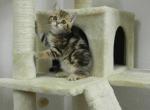 British Shorthair Dana - British Shorthair Cat For Sale - Chicago&comma; IL&comma; US