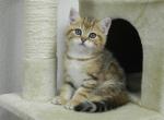 British Shorthair Donald 2 - British Shorthair Cat For Sale - Chicago&comma; IL&comma; US