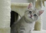 British Shorthair Donald Blue - British Shorthair Cat For Sale - Chicago&comma; IL&comma; US