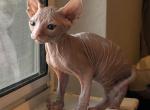 Wreck It Ralph - Sphynx Cat For Sale - Scottsdale&comma; AZ&comma; US