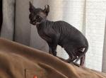 Mr Litwak - Sphynx Cat For Sale - Scottsdale&comma; AZ&comma; US