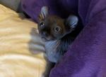 King Candy SOLD - Sphynx Cat For Sale - Scottsdale&comma; AZ&comma; US