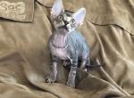 Vanellope von Schweetz SOLD - Sphynx Cat For Sale - Scottsdale&comma; AZ&comma; US