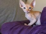 Fix It Felix SOLD - Sphynx Cat For Sale - Scottsdale&comma; AZ&comma; US