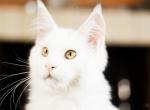 UA Mazurka Vincent - Maine Coon Cat For Sale - Brooklyn&comma; NY&comma; US